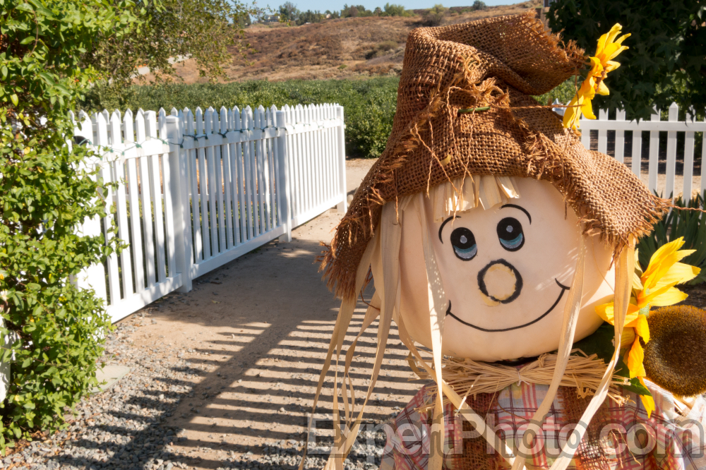 Nice photo of Temecula Berry Company