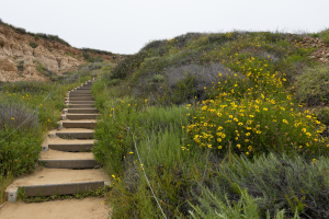 Nice photo of Torrey Pines Beach Trail
