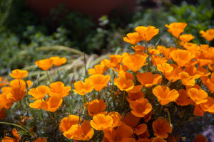 Nice photo of Huntington Library and Botanical Gardens
