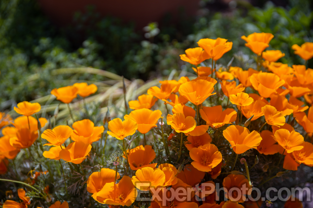 Nice photo of Huntington Library and Botanical Gardens