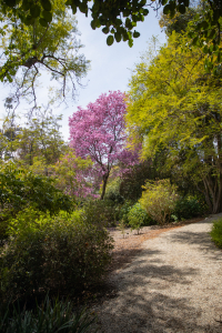 Nice photo of Huntington Library and Botanical Gardens