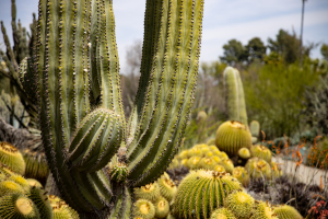 Nice photo of Huntington Library and Botanical Gardens