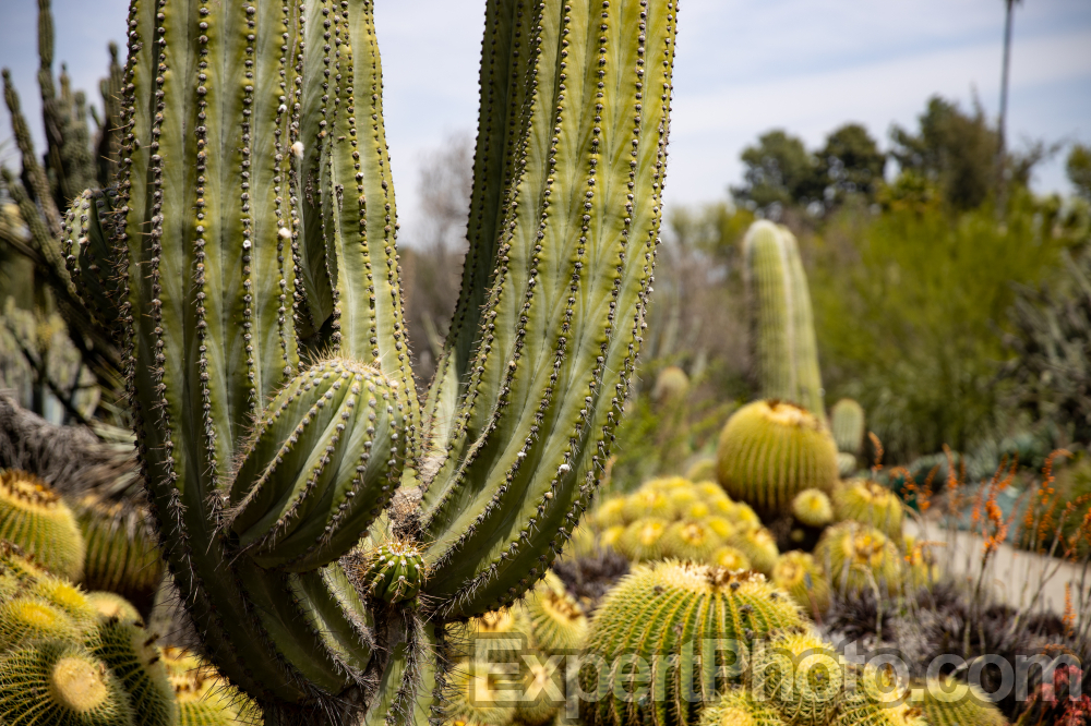 Nice photo of Huntington Library and Botanical Gardens