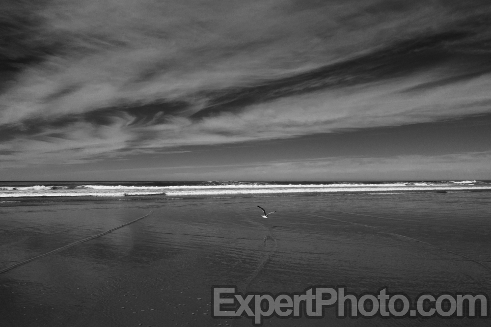 Nice photo of Torrey Pines State Beach