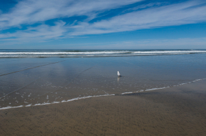 Nice photo of Torrey Pines State Beach