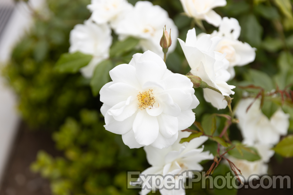 Nice photo of White Rose