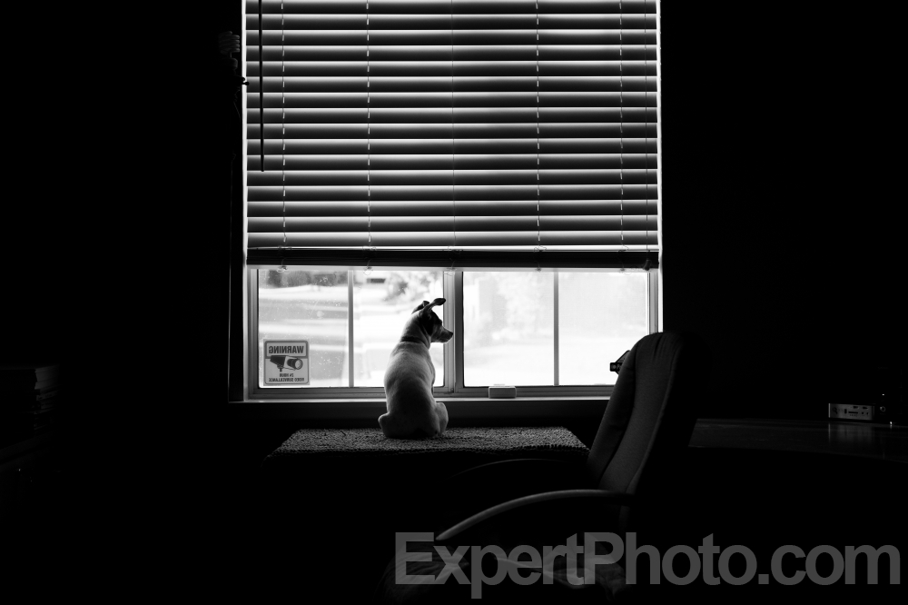Nice photo of Dog In The Window