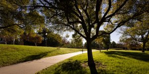 Nice photo of Harveston Morning