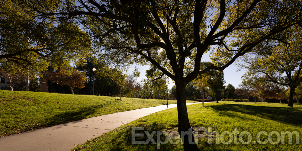 Nice photo of Harveston Morning