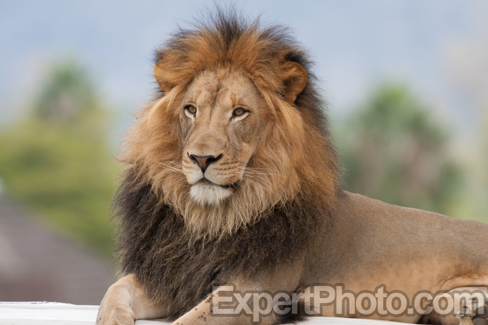 Nice photo of Lion at the San Diego Zoo Safari Park