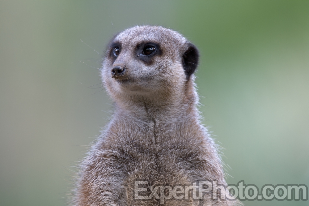 Nice photo of Meerkat at the San Diego Zoo Safari Park