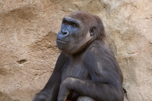 Nice photo of Female Gorilla at the San Diego Zoo Safari Park