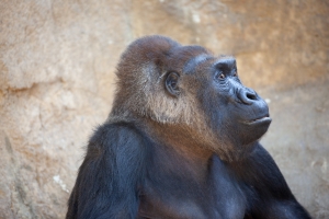 Nice photo of Gorilla with Beautiful Eyes