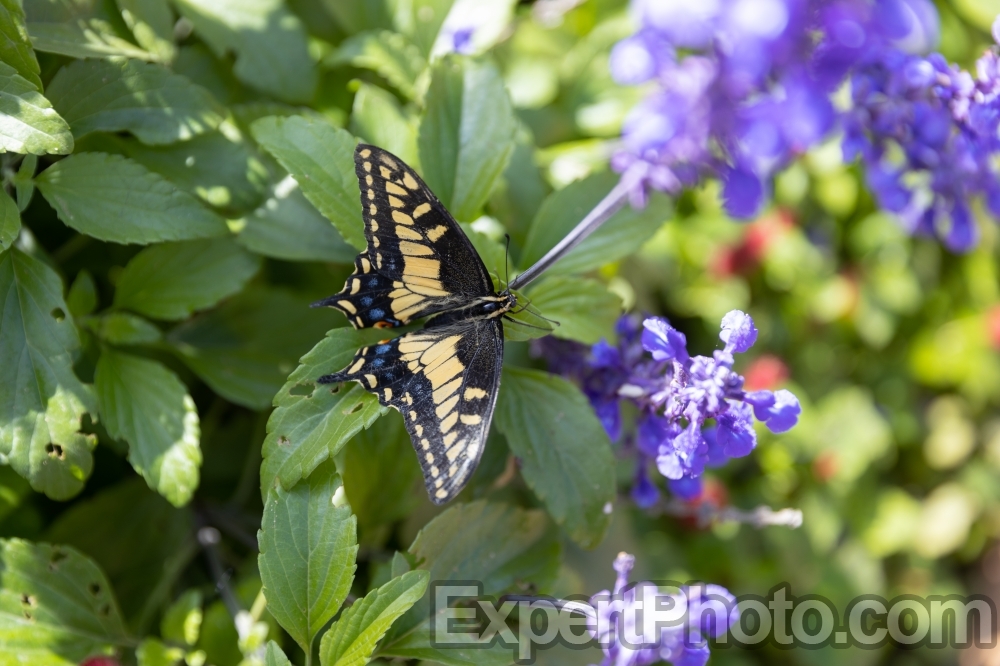 Nice photo of Anise Swallowtail at Butterfly Farms
