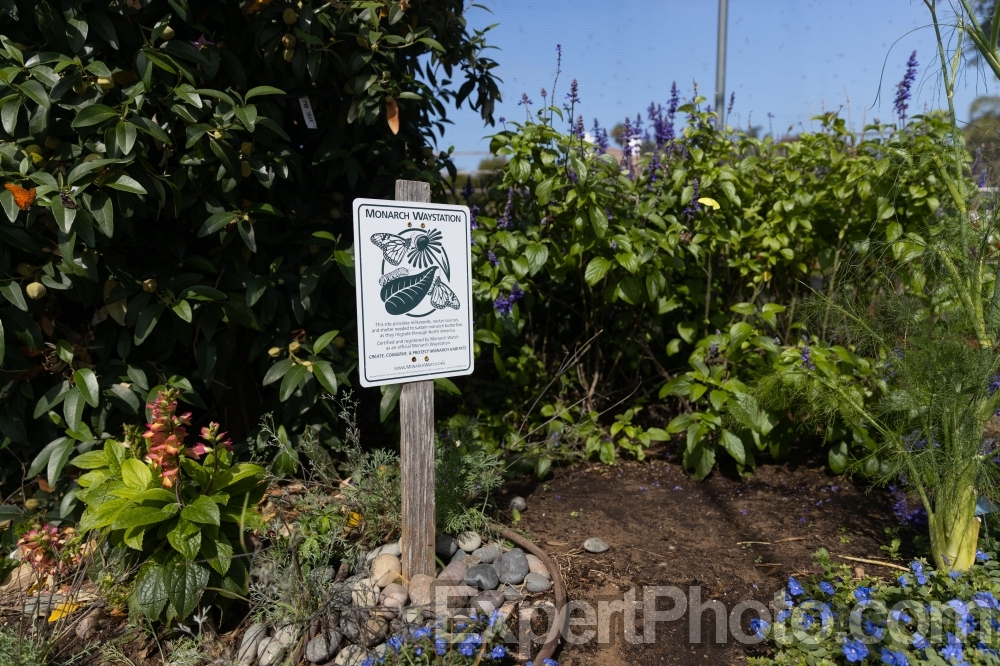 Nice photo of Butterfly Farms Monarch Waystation Garden