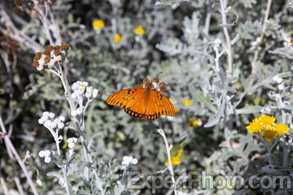Nice photo of Gulf Fritillary at Butterfly Farms
