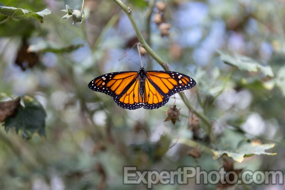 Nice photo of Monarch Butterfly at Butterfly Farms