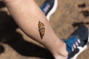 Nice photo of Painted Lady Butterfly Lands on a Guest