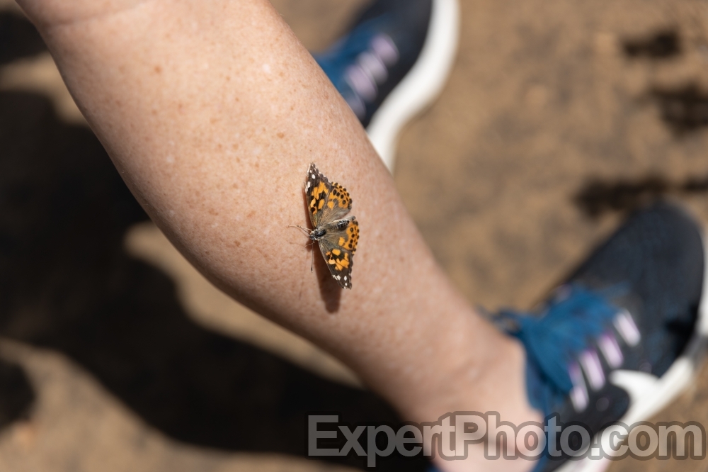Nice photo of Painted Lady Butterfly Lands on a Guest