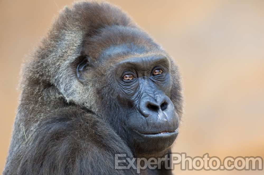 Nice photo of Gorilla at the San Diego Zoo Safari Park