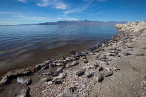 Nice photo of Dead Fish Along the Shore of the Salton Sea