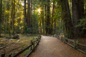 Nice photo of Henry Cowell Redwoods State Park