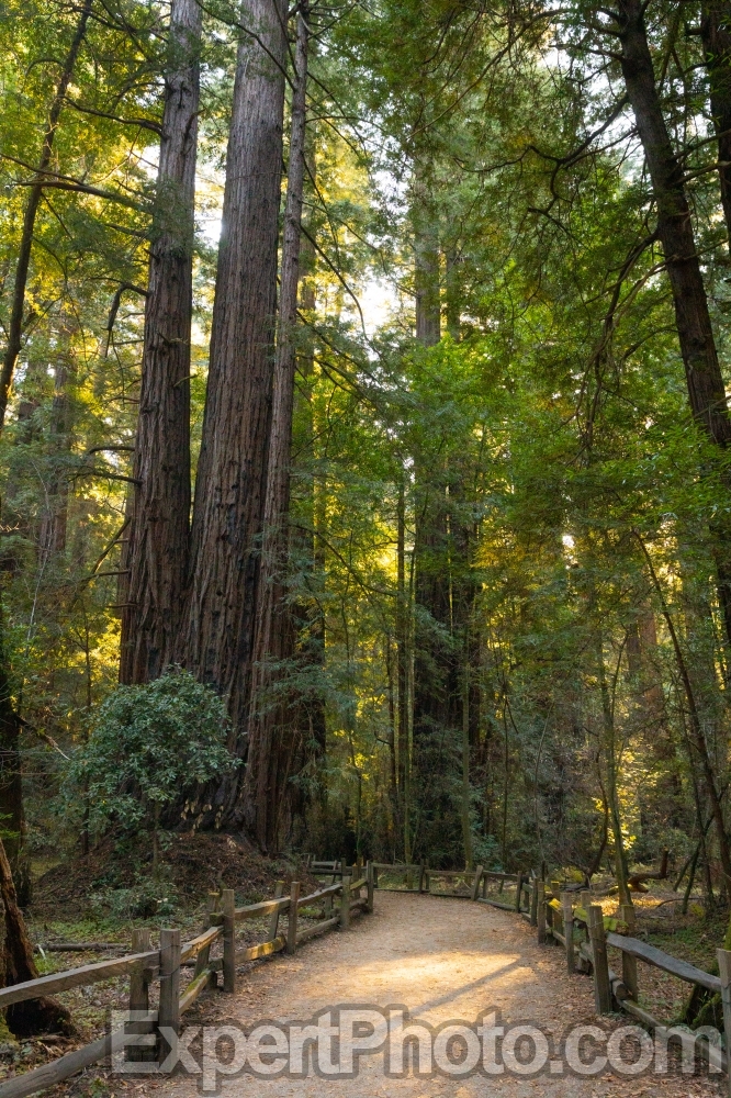Nice photo of Henry Cowell Redwoods State Park