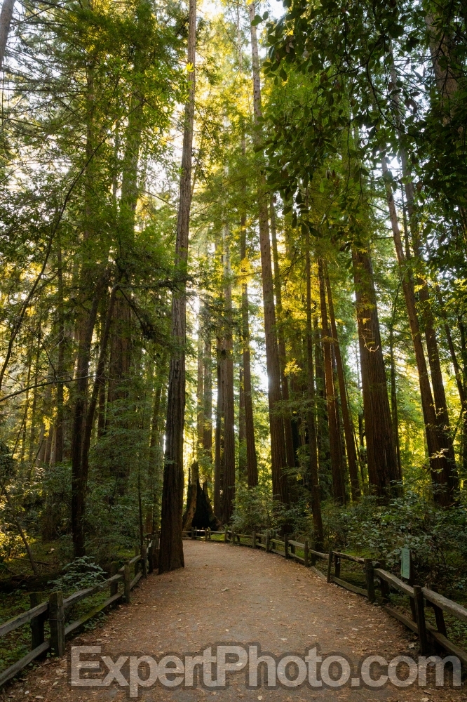 Nice photo of Henry Cowell Redwoods State Park