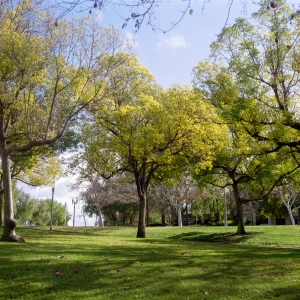 Nice photo of Morning Trees