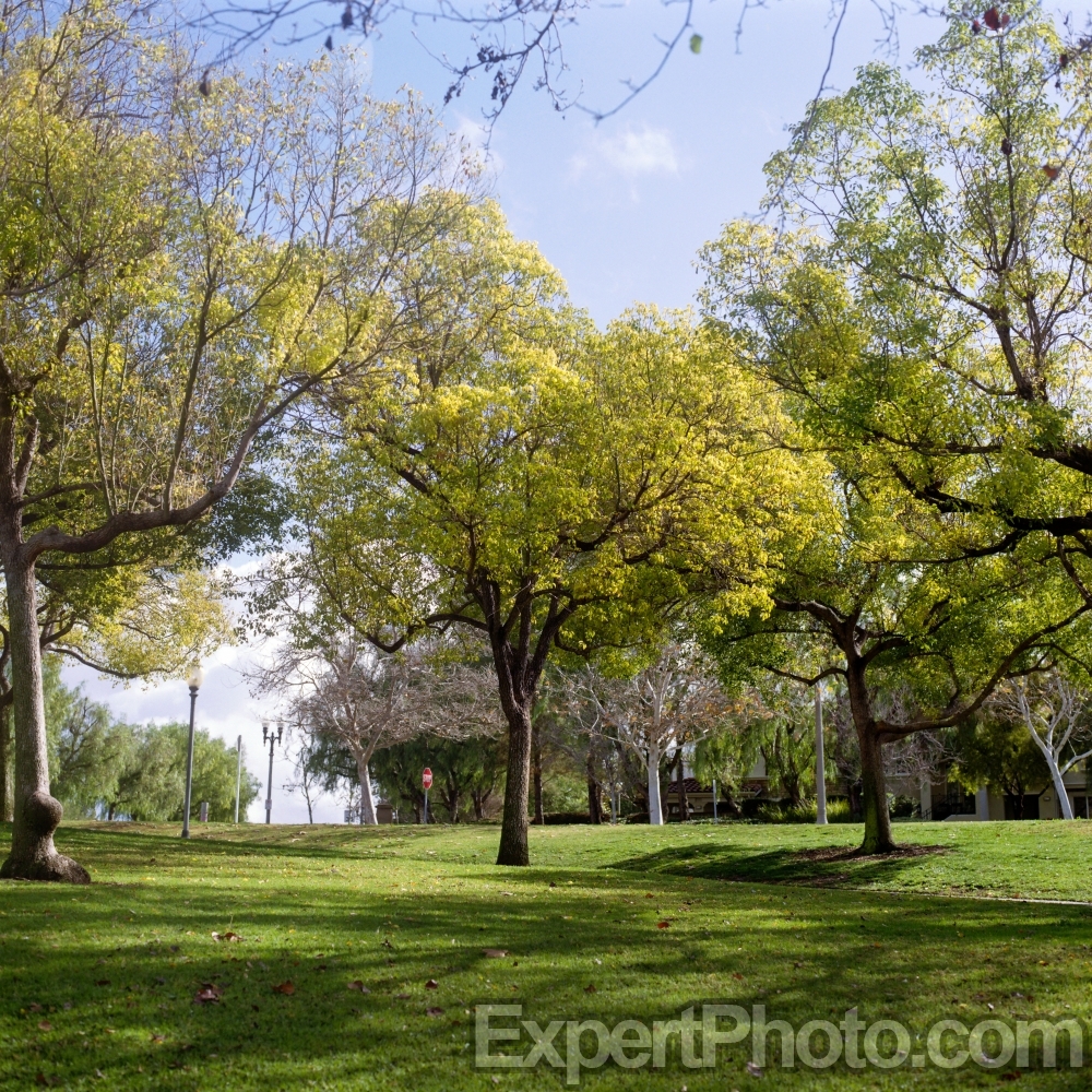Nice photo of Morning Trees