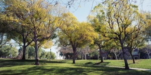 Nice photo of Harveston Temecula Trees