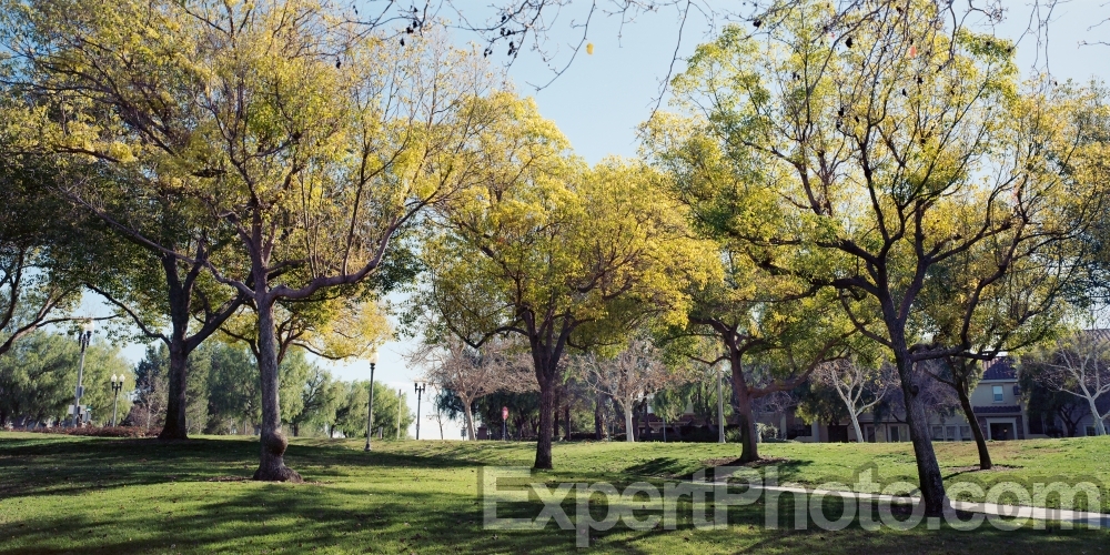 Nice photo of Harveston Temecula Trees