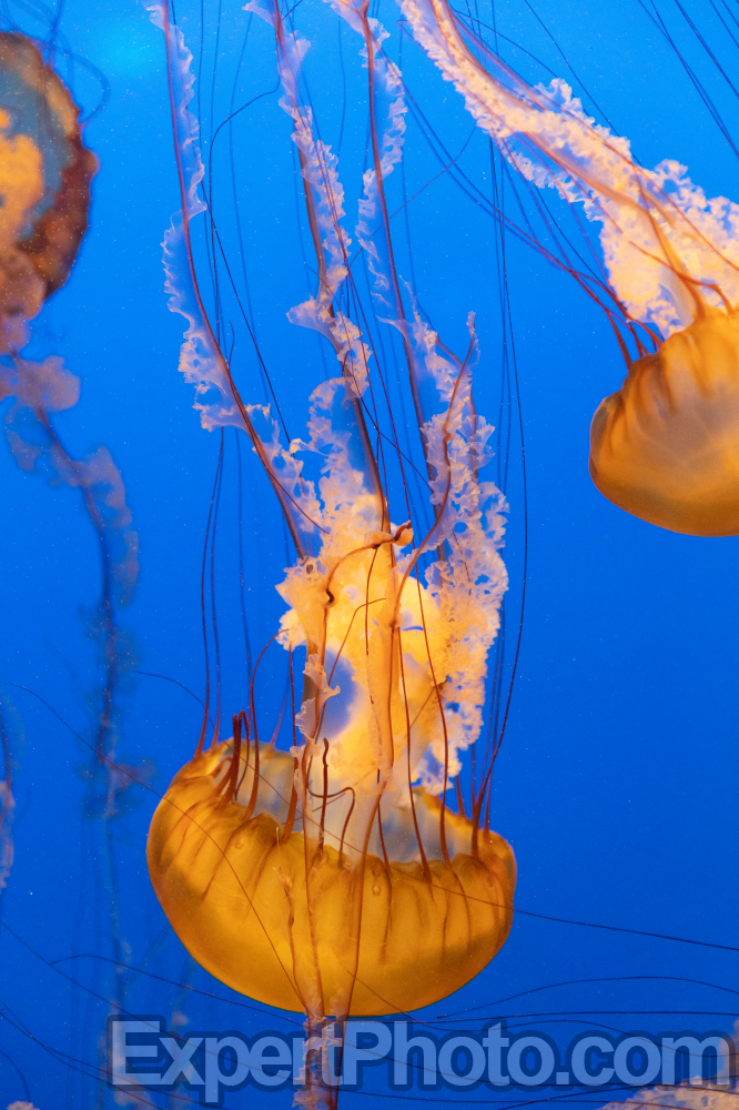 Nice photo of Jellyfish Monterey Bay Aquarium