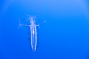 Nice photo of Jellyfish Monterey Bay Aquarium