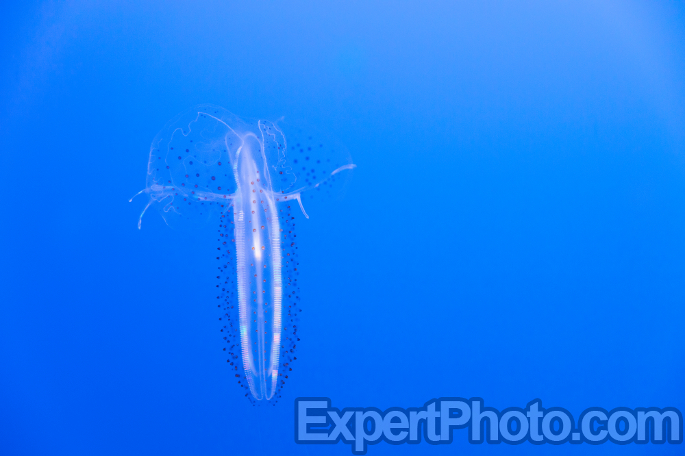 Nice photo of Jellyfish Monterey Bay Aquarium
