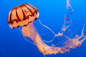 Nice photo of Jellyfish Monterey Bay Aquarium