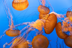 Nice photo of Jellyfish Monterey Bay Aquarium