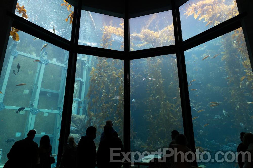 Nice photo of Monterey Bay Aquarium